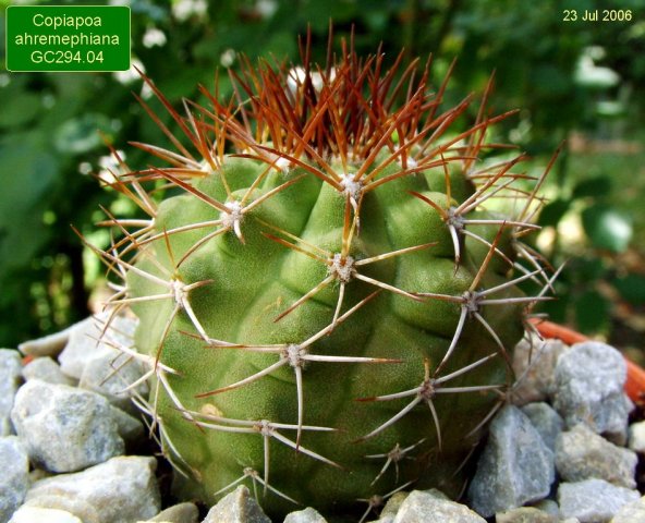 Copiapoa _ahremephiana_ GC294.04_ 01